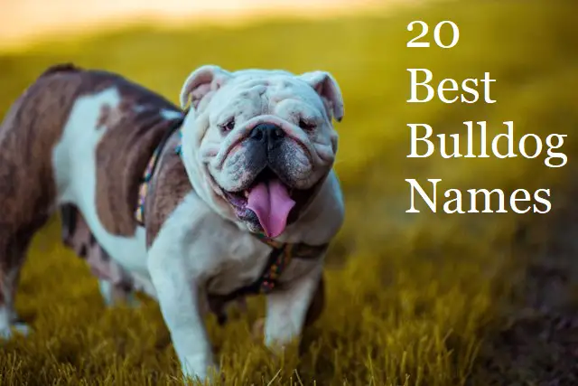 20 best bulldog names