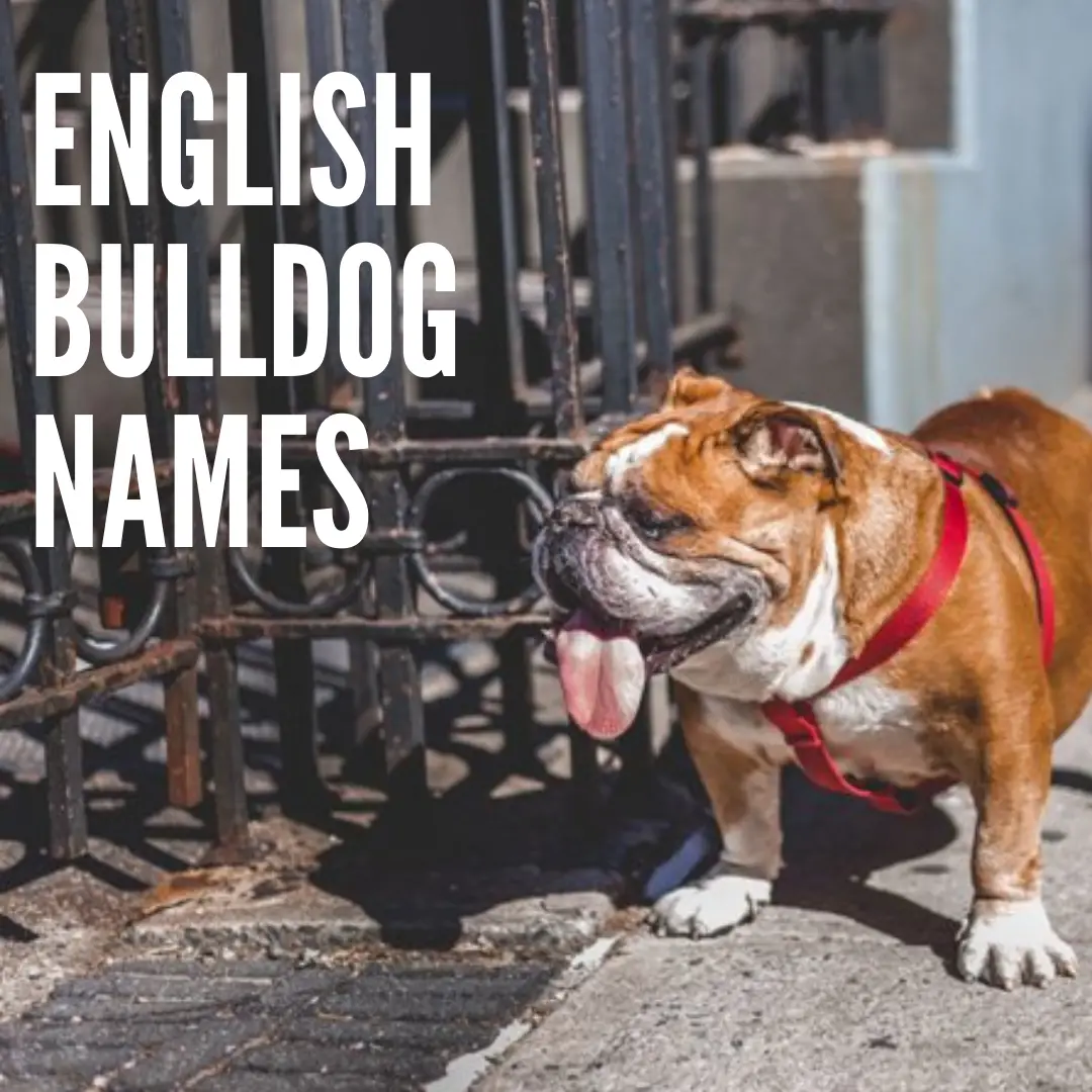 english bulldog names
