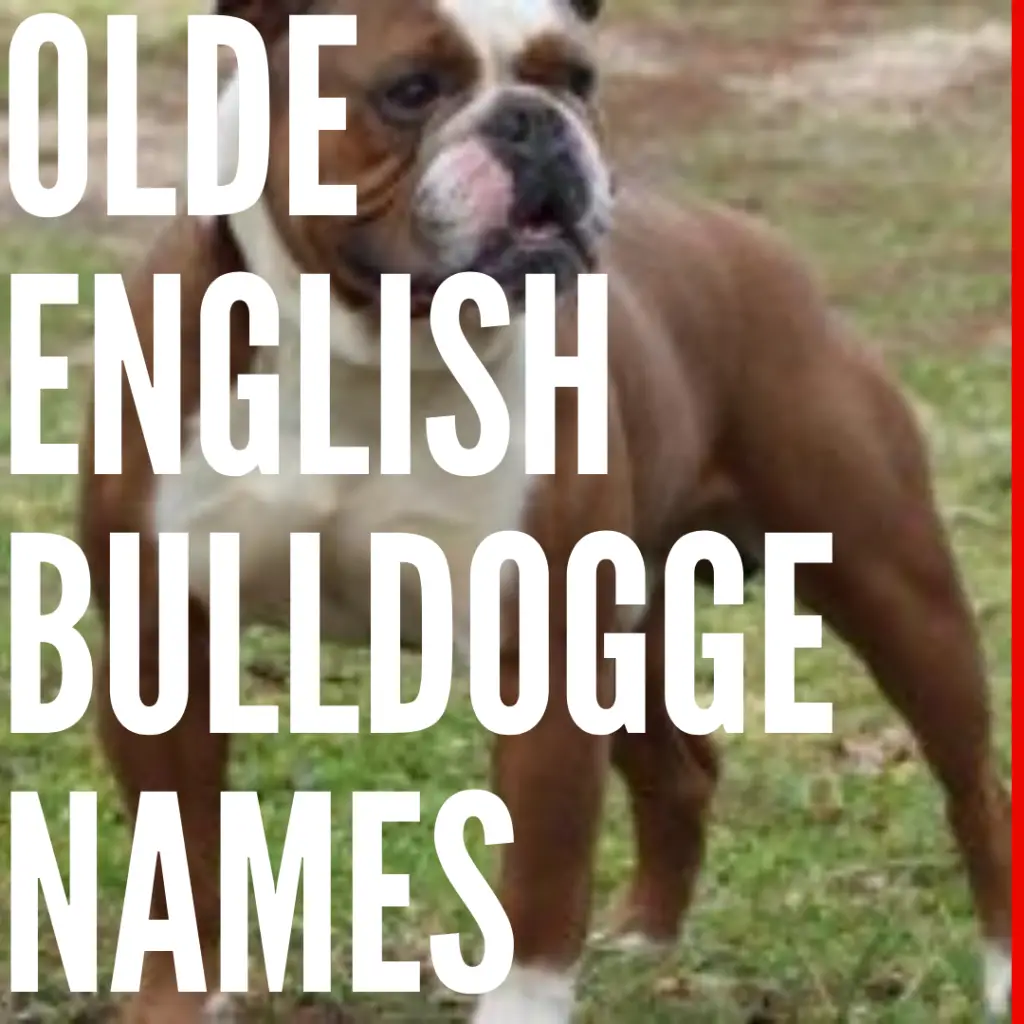 olde english bulldogge names
