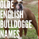 olde english bulldogge names