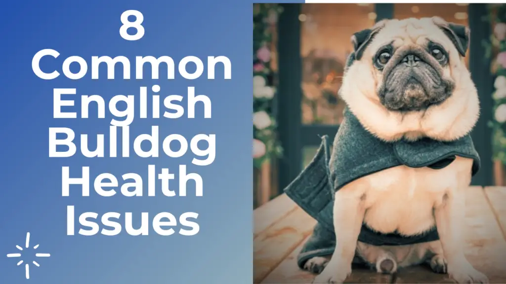 English Bulldog Health Issues