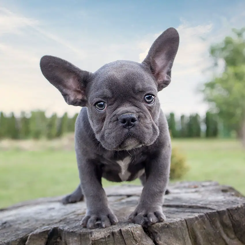 The Appearance Of The Blue French Bulldog