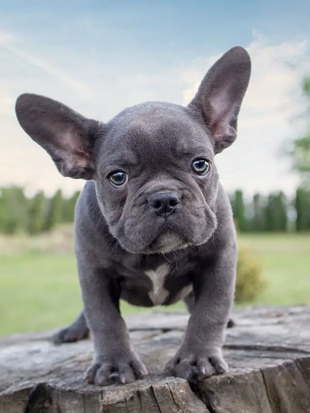Blue French Bulldog information, characteristics, cost, and colors