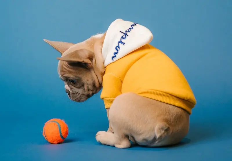 How much is a French bulldog cost